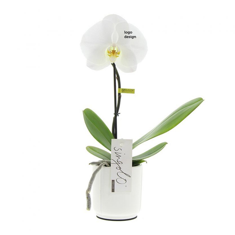 Orchid Singolo